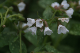 Pulmonaria officinalis  'Sissinghurst White'Longkruid bestellen